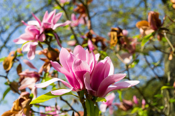Magnolien im Frühling 