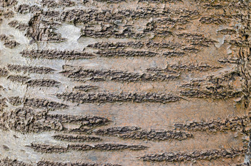 Bark of the sweet cherry tree