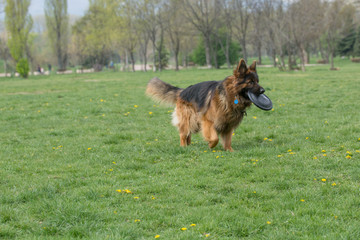German Shepherd Running Through the Grass