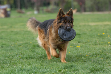 German Shepherd Running Through the Grass
