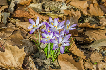 First crocuses blossomed out