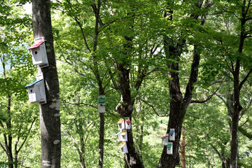 Birdhouses in the forest.

