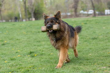 German Shepherd Running Through the Grass