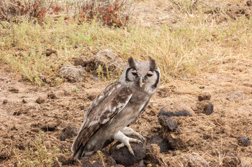 Verreaux's eagle-owl