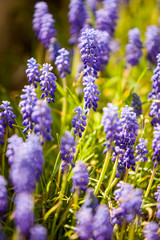 Beautiful blue wild flowers in close up. Blurred background