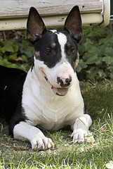 Bull terrier negro y blanco
