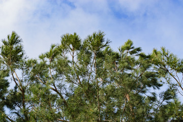Blue, cloudy sky above a pine tree in the morning