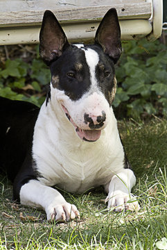Bull Terrier Negro Y Blanco Stock Photo Adobe Stock