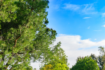 Blue sky in background of large tree on sunny day