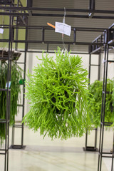 Bonsai tree Bonsai Exhibition