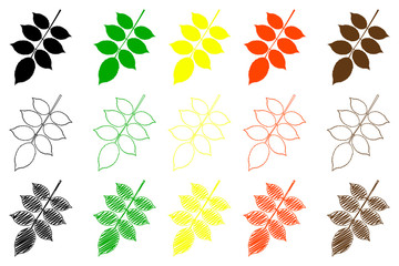 walnut leaf - color set, walnut leaf,
