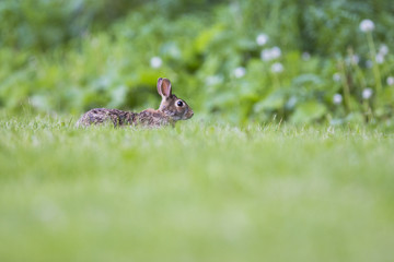 Eastern cottontail rabbit 
