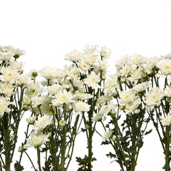 white chrysanthemum flower