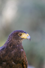 Close up portrait of a Harris Hawk