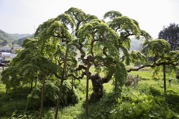 新緑の中釜戸のしだれもみじ