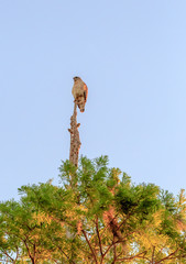 Red Shoulder Hawk perched on Tree top morning light blue sky background