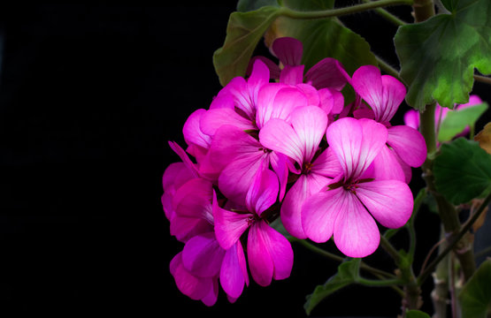 Fototapeta bouquet of purple geranium flowers on black background