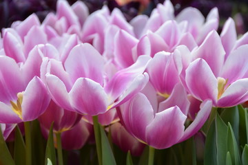 Fototapeta premium Beautiful blooming pink fresh tulip flowers in the garden 