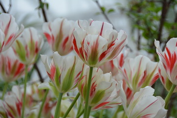 Blooming beautiful white fresh tulip flowers 