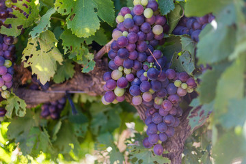 Close up view of grapes hanging on a vine in the Breede Valley, a wine producing area in the...