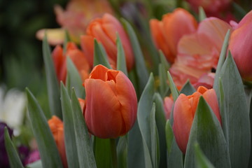 Beautiful orange fresh tulip flowers in the garden 