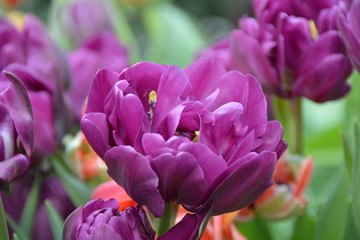 Beautiful violet blooming fresh tulip flowers in the garden 