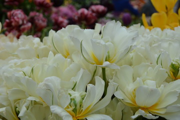 Beautiful blooming flowers in the garden 