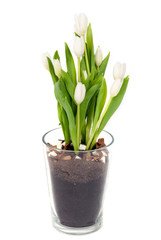 Bouquet of white Tulips in transparent glass flower-pot