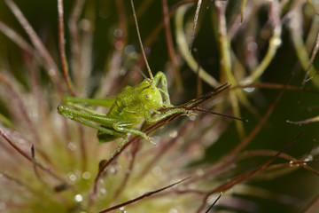 Grasshopper