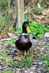 An image of a duck