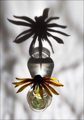 Flower and its shadow.
