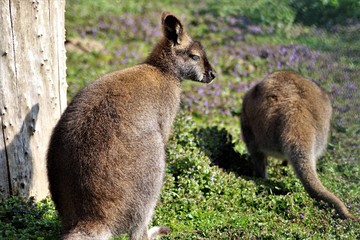 An image of a kangaroo