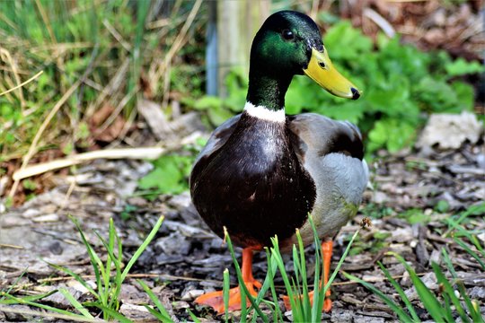 An image of a duck