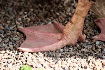 An image of a greylag goose