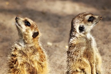 An image of a meerkat