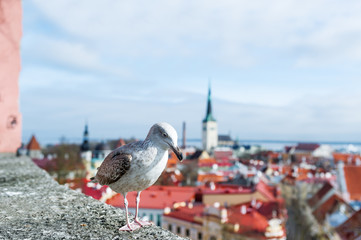Seagull at the observation point of Toompea hill. Historical part of Tallinn as a background