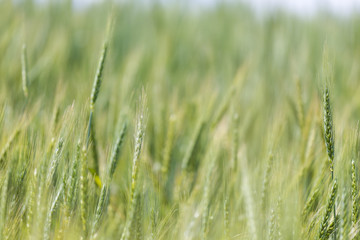 Close up view of Young green wheat growing on a farmland in the Swartland in the Western Cape of South Africa
