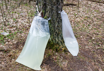 Harvesting of birch sap in a spring forest.
