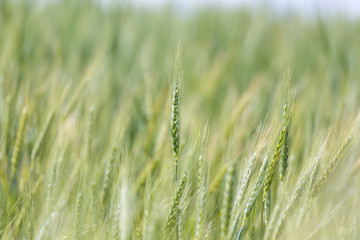Close up view of Young green wheat growing on a farmland in the Swartland in the Western Cape of South Africa
