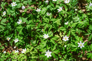 Wild flowers anemone nemorosa