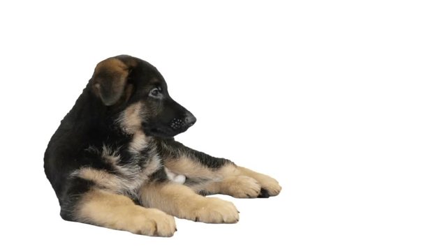Funny German Shepherd puppy lies and lickens 