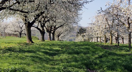Kirschbäume Blüten
