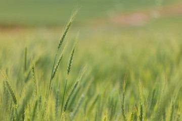 Close up view of Young green wheat growing on a farmland in the Swartland in the Western Cape of South Africa