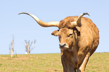 ox , oxen, cattle farm in Spain - obrazy, fototapety, plakaty