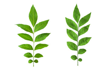 Fototapeta premium green leaves