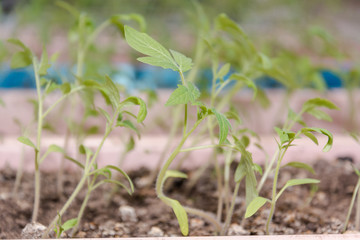 Seedling on a window sill in the spring.