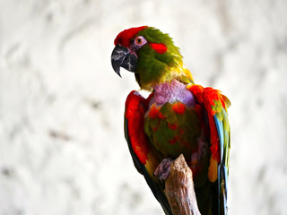Perroquet © photoloulou91