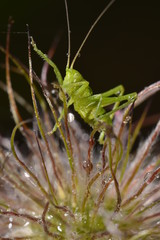 Grasshopper