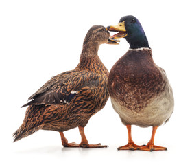 Two wild ducks.