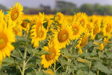 Sunflowers garden. Sunflowers have abundant health benefits. Sunflower oil improves skin health and promote cell regeneration.